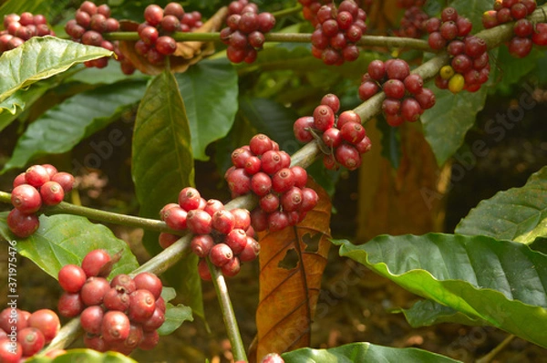 Fototapeta coffee berries on a branch