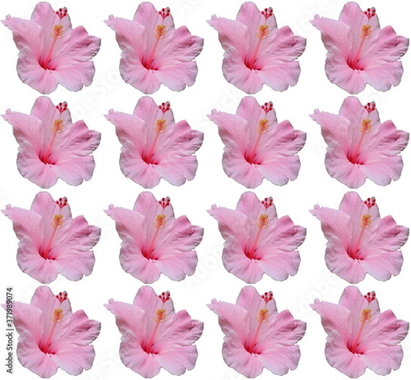 Fototapeta Tiled pink Hibiscus flower duplicated into a nice pattern design