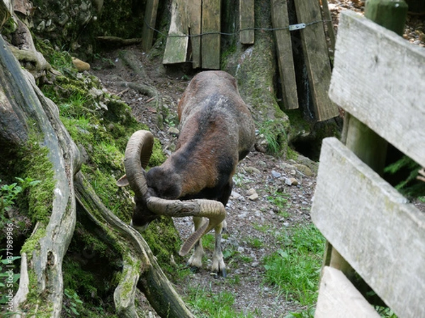 Obraz Chamois qui mange