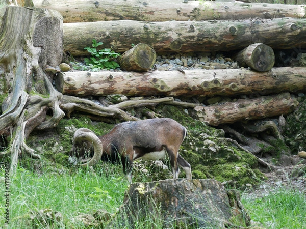 Obraz Chamois qui mange