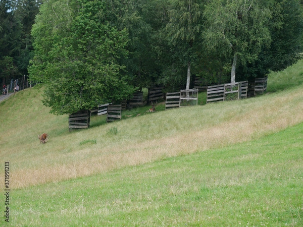 Obraz Cerf qui mange 