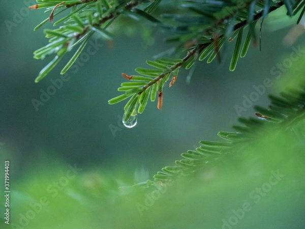 Fototapeta Macro : goutte d'eau sur une branche de sapin