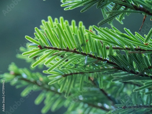 Fototapeta Macro : goutte d'eau sur une branche de sapin