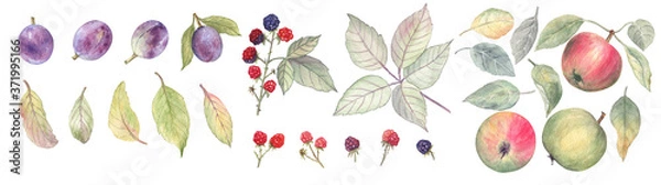 Fototapeta Big set of fruits and berries painted in watercolors on a white isolated background. There are plums, apples, wild blackberries and leaves. Element for summer and autumn design. 