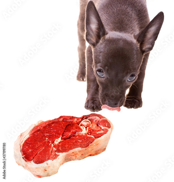 Obraz Great appetite