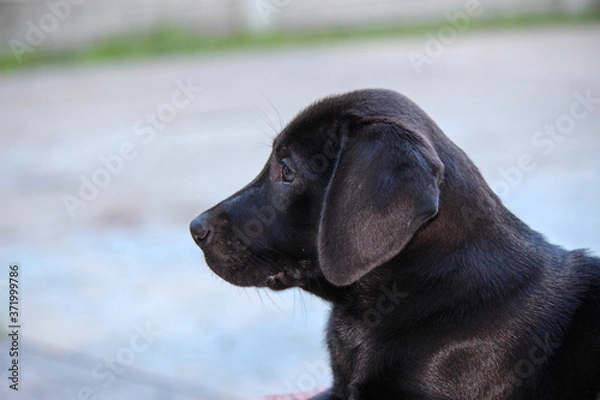Obraz Black African ridgeback and Labrador retriever cross puppy