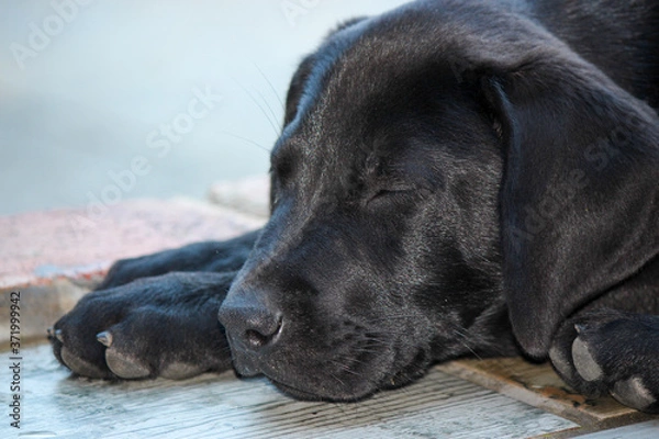 Obraz Black sleeping African ridgeback and Labrador retriever cross puppy.