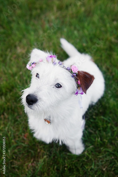 Obraz Cute Dog Jack Russell Terrier Broken in flower wreath sits on grass on green grass background.