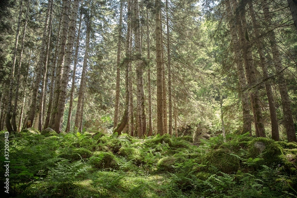 Fototapeta Summer Day Forest View, Forest View