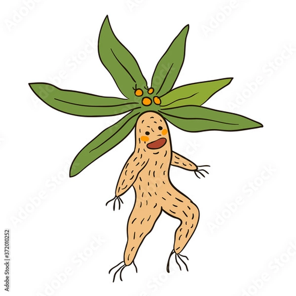 Obraz The Mandrake root goes for a walk Vector character
