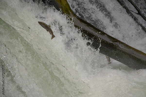 Obraz さくらの滝