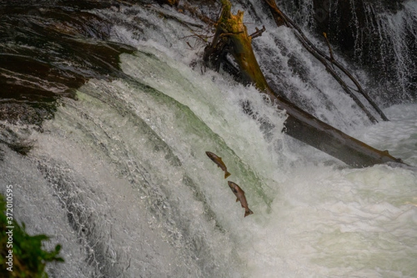 Obraz さくらの滝