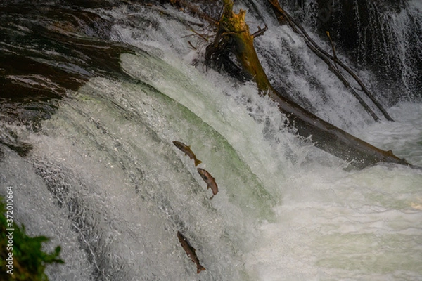 Obraz さくらの滝