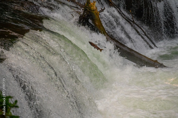 Obraz さくらの滝