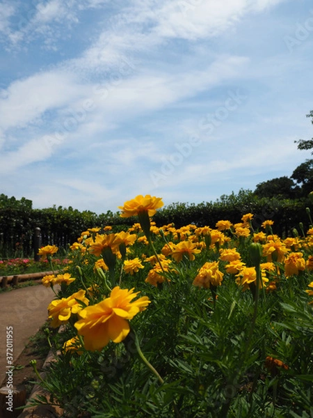 Obraz 鮮やかに咲くマリーゴールド