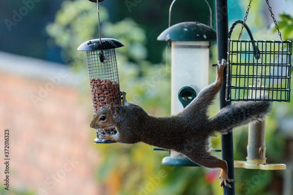 Obraz squirrel on a feeder