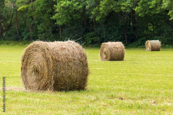 Obraz Bottes de foin dans un champs en été