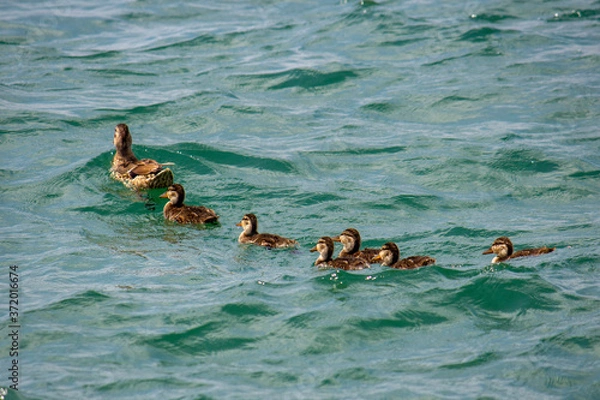 Fototapeta Canetons à la queue leu leu derrière leur maman cane