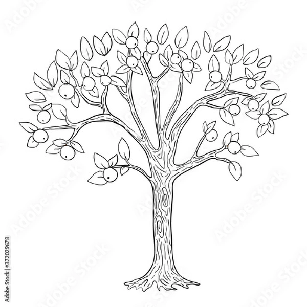 Obraz Apple tree coloring page. Vector black and white 
