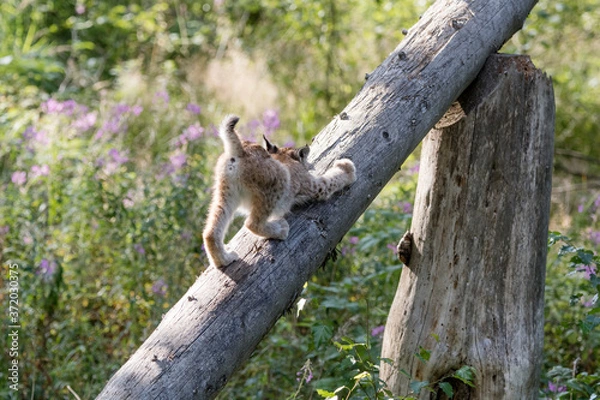 Fototapeta Jungluchs Krallen schärfen