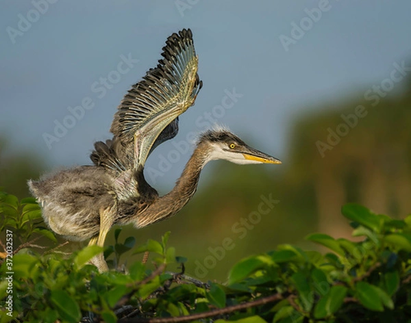 Obraz grey heron ardea cinerea