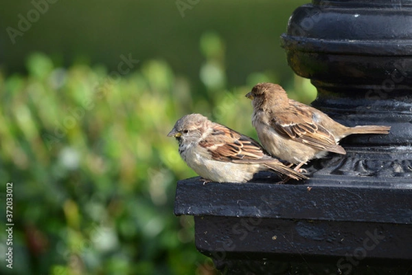 Obraz sparrow on a fence