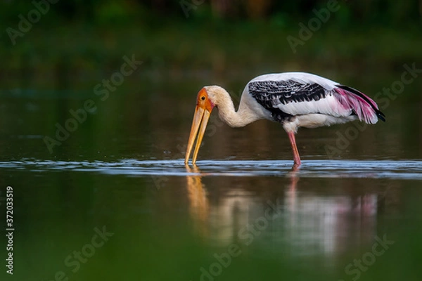 Obraz white stork ciconia