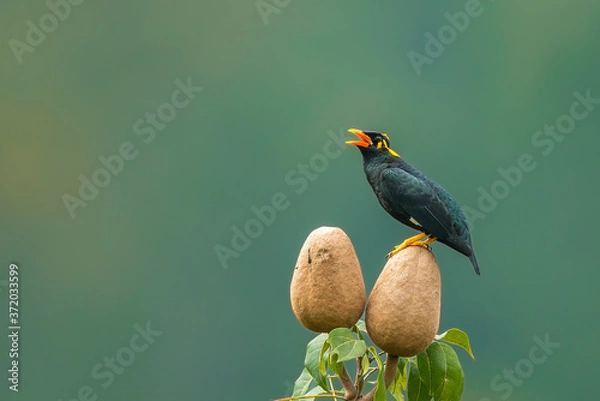 Obraz bird of paradise