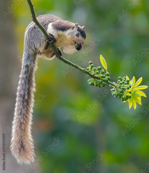 Obraz squirrel on a tree