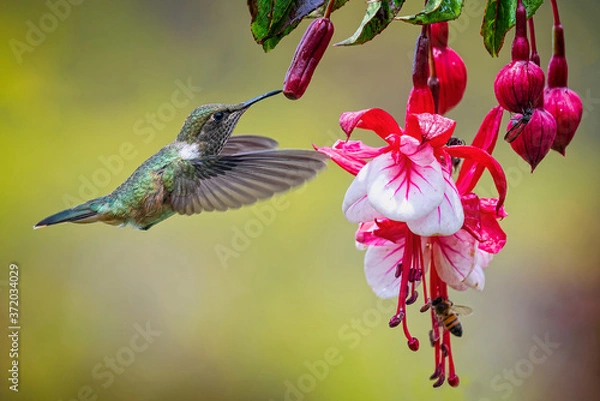 Obraz hummingbird on flower