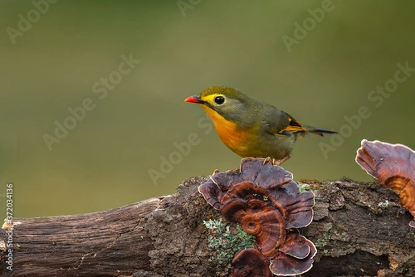 Obraz robin on a branch