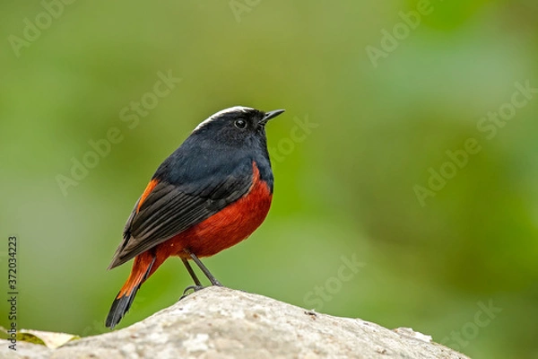 Obraz robin on the fence