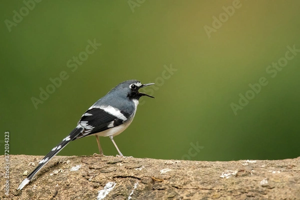 Obraz black capped kingfisher