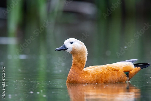 Obraz duck on the water