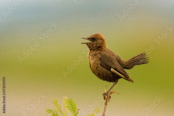 Obraz red winged blackbird