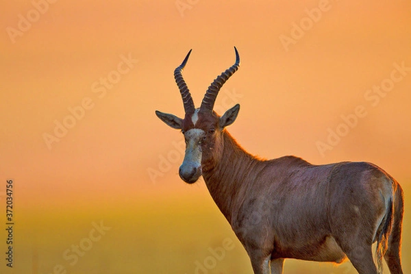 Obraz antelope in the wild