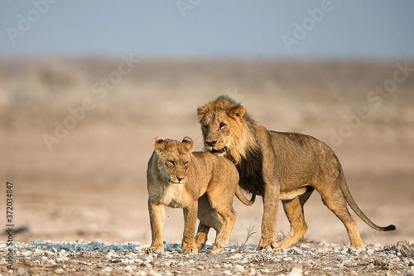 Obraz lion and lioness