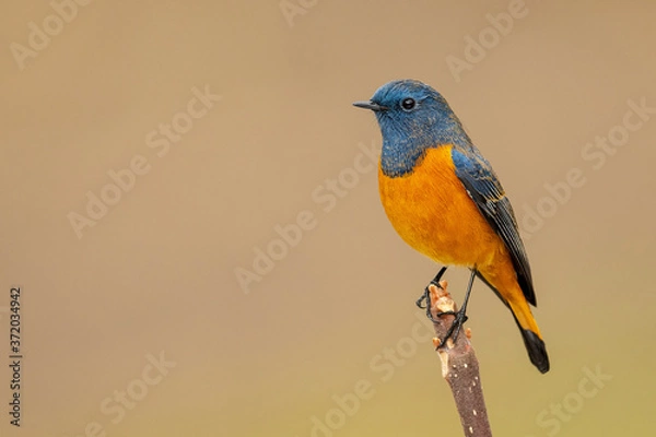 Obraz red backed shrike