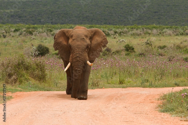 Obraz Elefant in graslandschaft