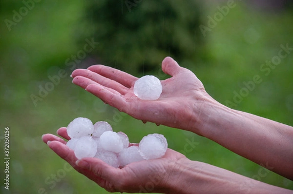 Obraz Very large hail on a palm close up