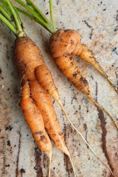 Obraz Krumm gewachsene Karotten im Hausgarten