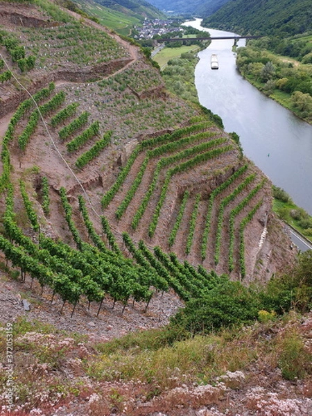 Obraz  Calmont-Klettersteig, der steilste Weinberg Europas.