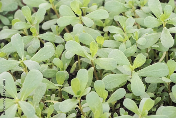 Fototapeta Portulaca oleracea purslane perseley little hogweed wild portulaca pigweed edible creeping plant with green leaves and reddish stems