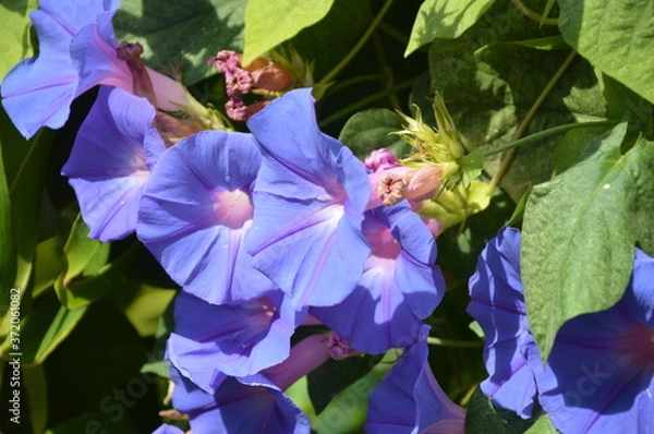 Obraz Rose trémière mauve