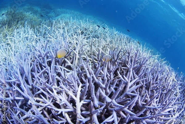 Fototapeta チョウチョウウオの泳ぐエダサンゴの群生と白化