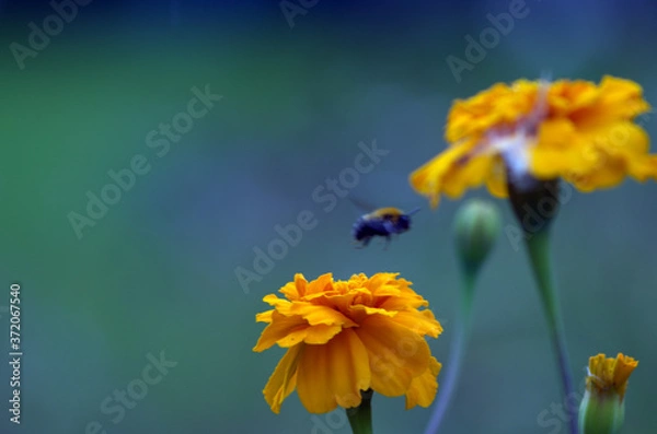 Obraz bee on yellow flower