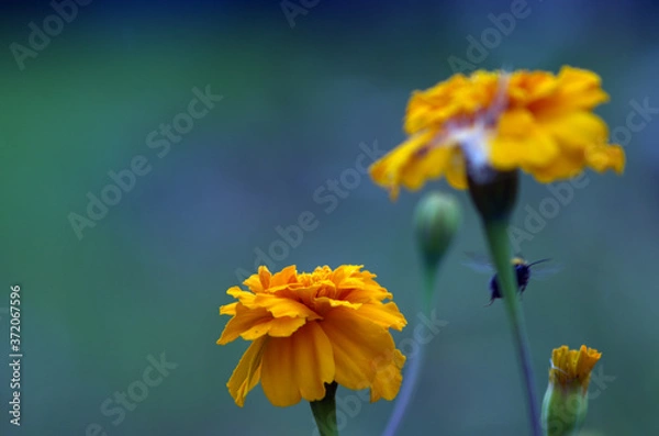 Obraz yellow daffodil flower