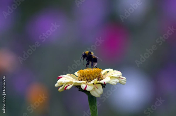 Obraz bee on a flower