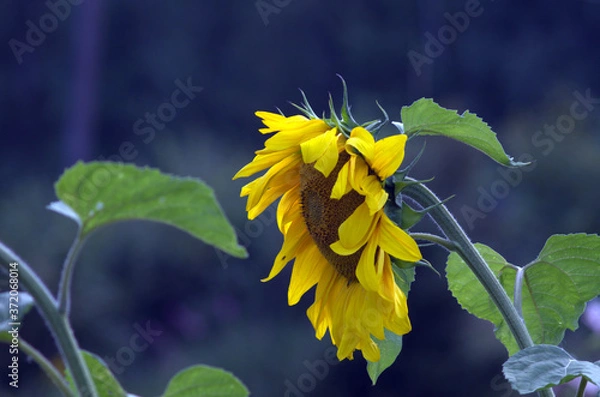 Obraz yellow flower on blue background