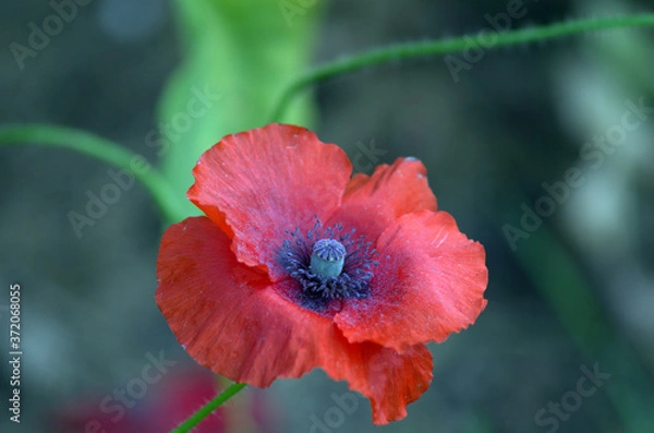 Obraz red poppy flowers